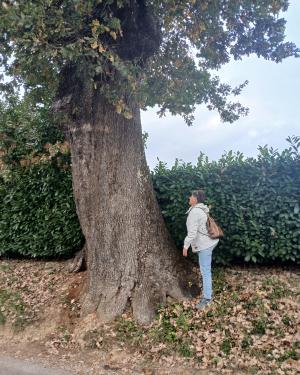 Foto Quercia  via  di Bagnaia