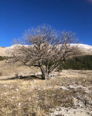 Salicone di San Franco