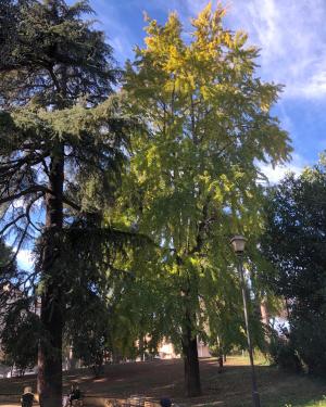 Ginkgo di Villa Fiorelli