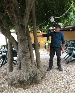 Bouganvillea di Palo Laziale