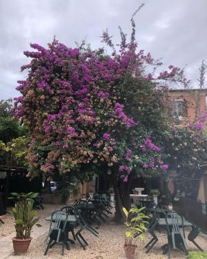 Foto Bouganvillea di Palo Laziale