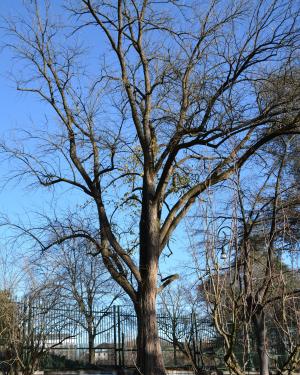 Maclura dell'Orto Botanico