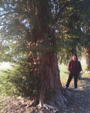 Il Tasso della panchina di sasso