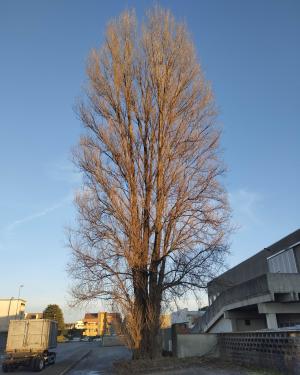 Pioppo della Longura