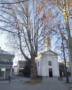 Platano della Beata Vergine