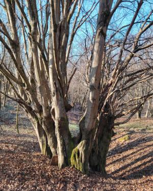 Foto Carpini del Funtanin di San Carlo