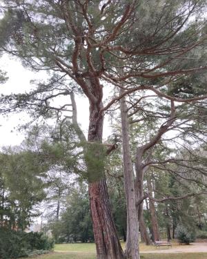 Il pino di Aleppo Villa Revoltella