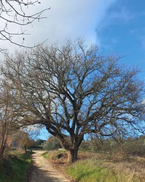 Roverella della via Francigena