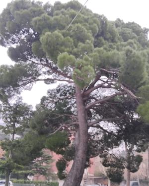 Il pino di Aleppo di Miramare