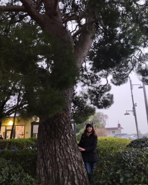 Foto Il pino di Aleppo di Miramare