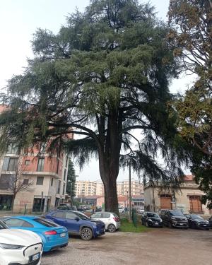 Il Cedro della vecchia stazione
