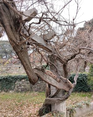 Il glicine villa Revoltella