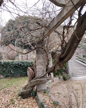 Foto Il glicine villa Revoltella