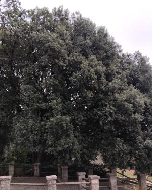 Il leccione Villa Revoltella