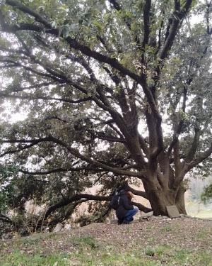 Foto Il leccione Villa Revoltella