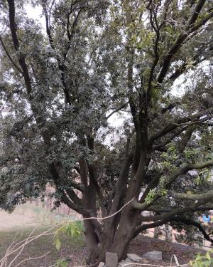 Foto Il leccione Villa Revoltella