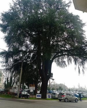 Foto Il Cedro della vecchia stazione