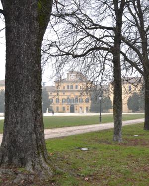 Ippocastano n. 2 del Parco Ducale