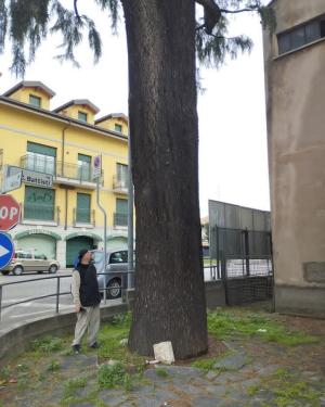 Deodara del Sacro Cuore