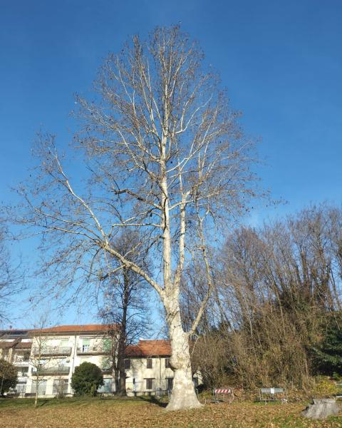 Platano del Parco di Villa Caimi