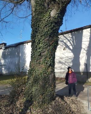 Bagolaro del Parco Caimi