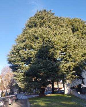 Deodara del Monumento alla Seconda guerra