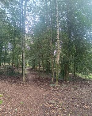 Foto Bosco di Agrifogli