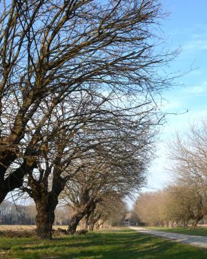 Gelsi della Corte Ortalli