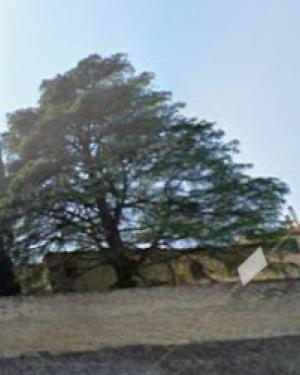 Cedro Torre dello Scorticatore