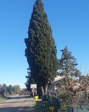 Cipresso della Nevola