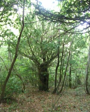 Bosco delle Tassinete