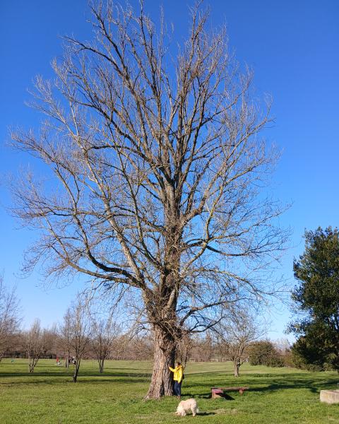 Il Pioppo del Parco di lá d' Arno