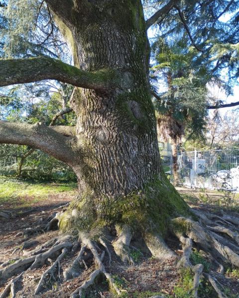 Atlantica maggiore del parco