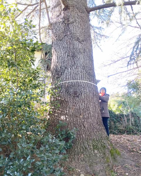 Deodara di Villa Balestrini