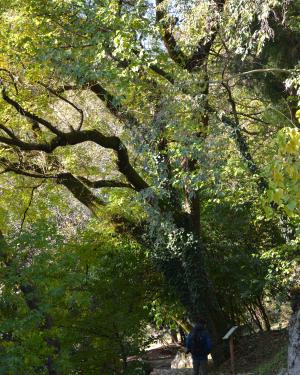 Sofora di Villa Zileri