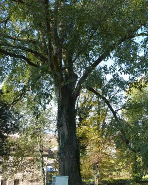 Bagolaro di Villa Zileri