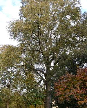 Bagolaro n. 2 di Villa Zileri