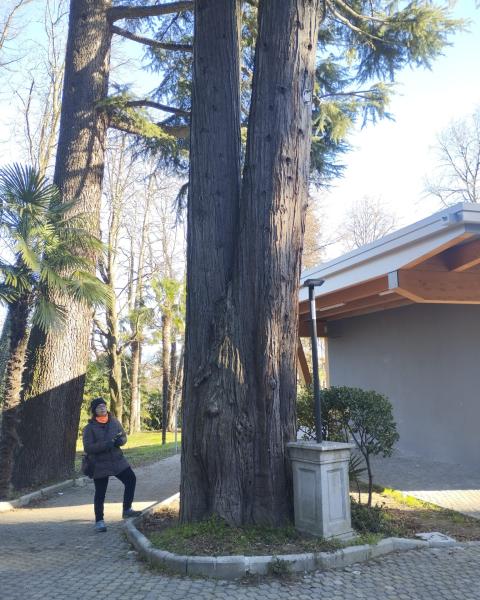 Calocedro del Parco Garibaldi