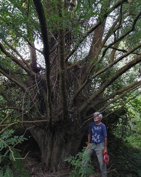 Salice dell'Arzilla 1