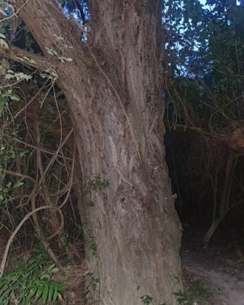 Salice dell'Arzilla 2