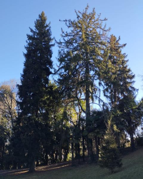 Peccio del Caucaso Parco Garibaldi