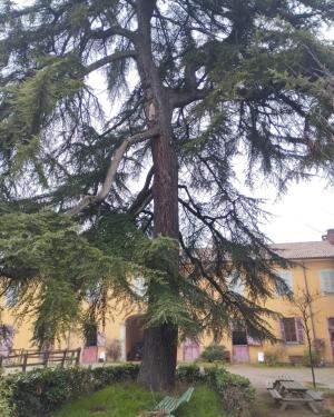 Deodara dell'ippodromo del Mirabello