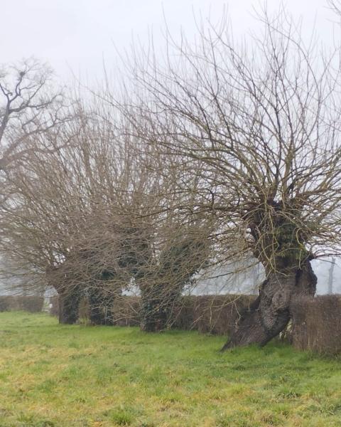 Filare di Gelsi Casalta