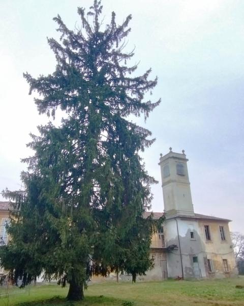 Peccio di Villa Mirabello