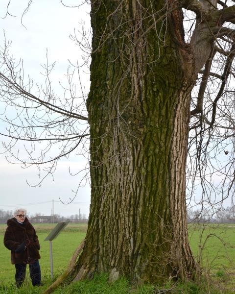 Pioppo ibrido di Cascina Molesine
