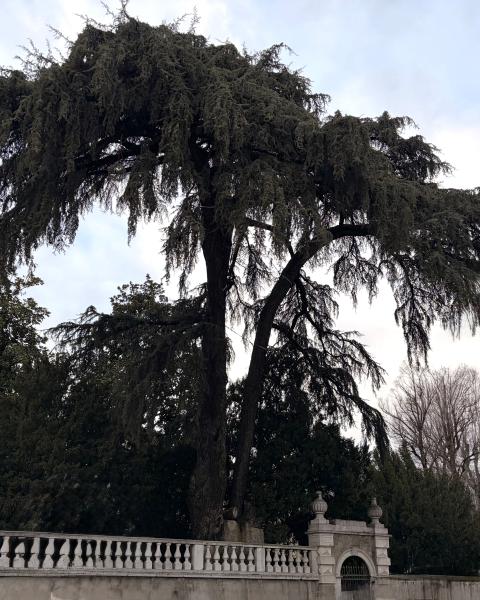 Cedro di Palazzo Gambare