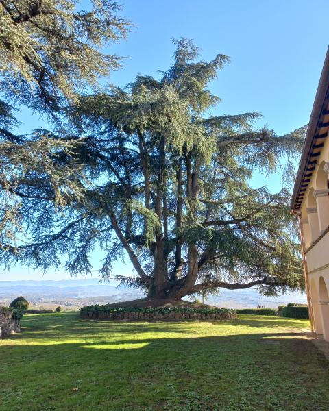 Cedro del castello di Montozzi