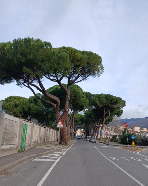 I pini di Viale Giulio Cesare