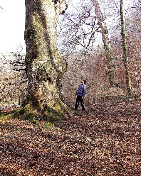 Faggio di Monte Venere #1