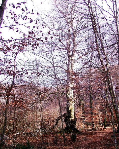 foto Pietro Salvatori